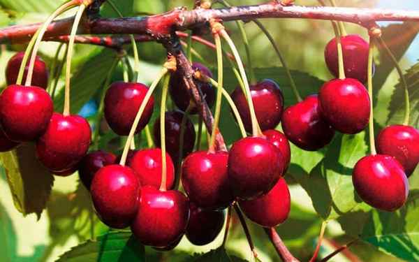 Особенности черешни Овстуженка