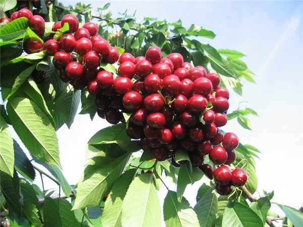 Черешня сорта Валерий Чкалов: особенности выращивания и ухода