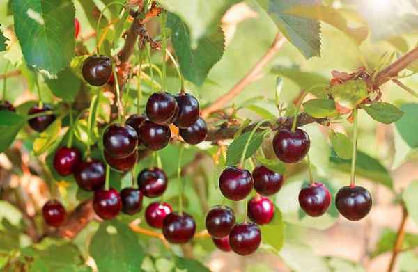 Особенности ухода и выращивания черешни Радица