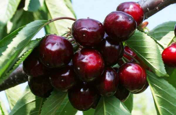 Выращивание и уход за черешней сорта Сказка