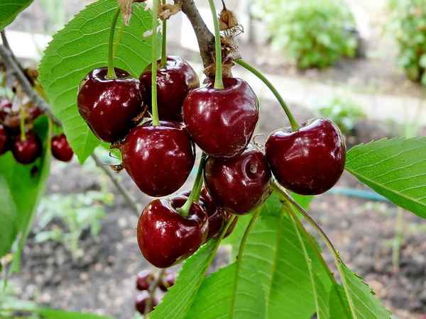 Выращивание черешни сорта Подарок Степанову и уход за ней