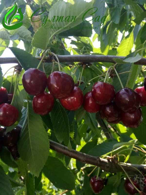 Особенности выращивания и ухода за черешней сорта Биг Стар
