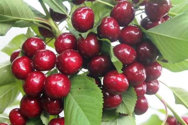 Особенности посадки и ухода за черешней сорта Ревна