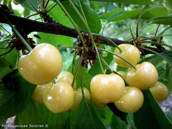 Выращивание и уход за черешней сорта Россошанская Золотая