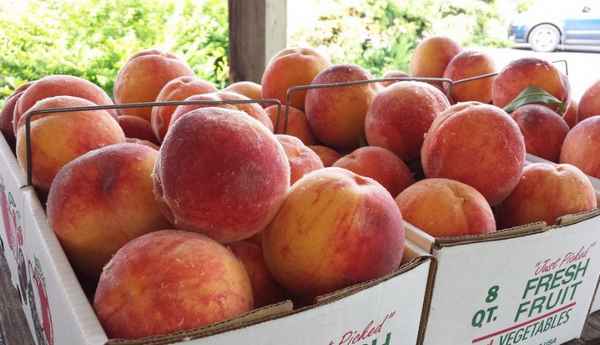 Хаpaктеристика и особенности выращивания персика сорта Глория