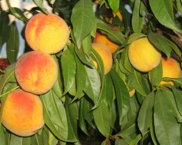 Хаpaктеристика и правила выращивания персика Донецкий жёлтый