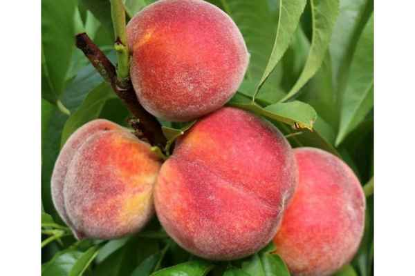 Особенности выращивания персика сорта Донской морозоустойчивый