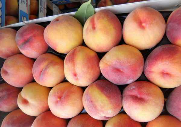 Особенности выращивания сорта персика Сибиряк