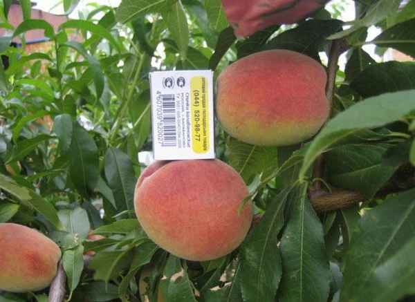 Особенности сорта персика Золотой юбилей