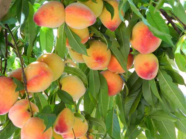 Особенности выращивания персика сорта Сочный