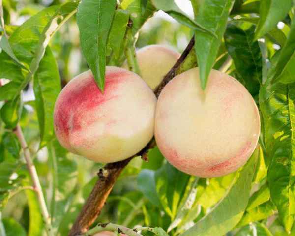 Главные правила выращивания персика сорта Белый лебедь