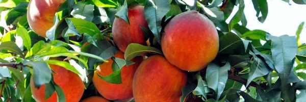Особенности выращивания сорта персика Коллинз