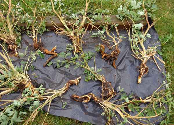 Посадка дицентры и тонкости ухода за ней