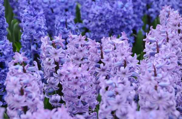 Гиацинт: чудо среди цветов