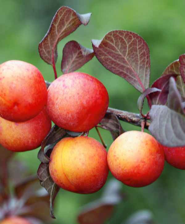 Сорт сливы Генеральская ботаническое описание и хаpaктеристика сорта