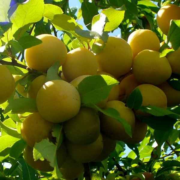 Хаpaктеристика и особенности выращивания сливы сорта Светлячок