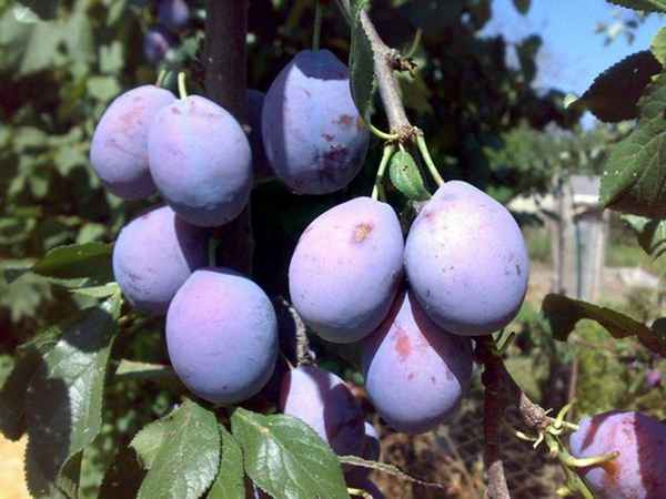 Особенности посадки и ухода за сливой Медовая