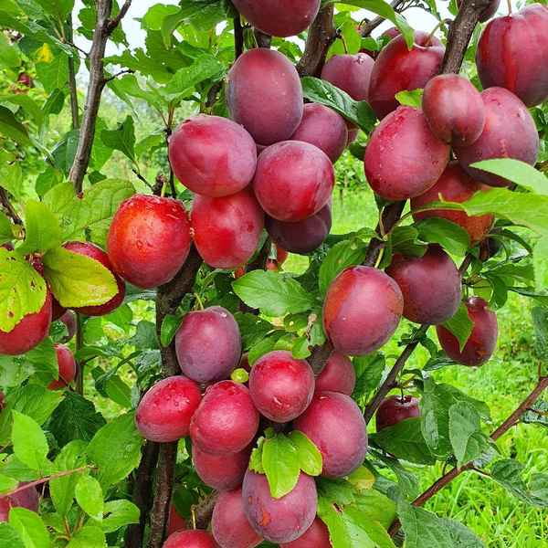 Особенности колоновидной сливы сорта Блю Свит