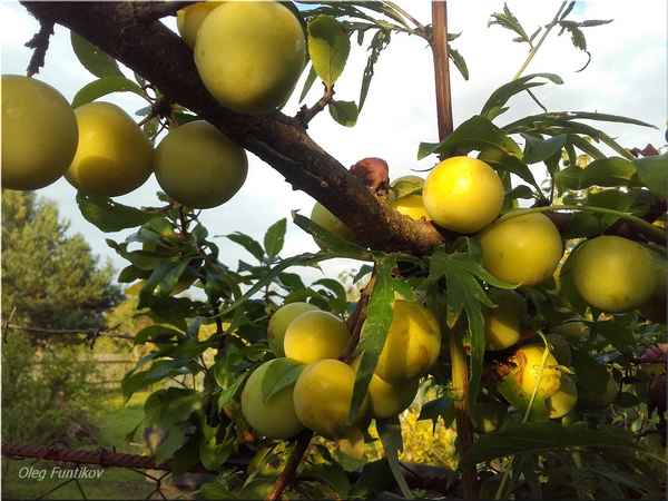 Особенности выращивания сливы в Сибири