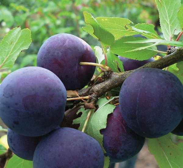 Слива сорта Дашенька — особенности посадки, выращивания и ухода