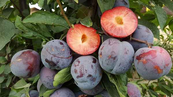 Описание и хаpaктеристика крупноплодной сливы сорта Гигант