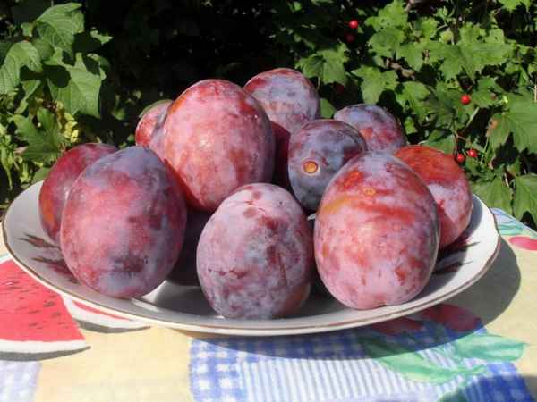 Хаpaктеристика и особенности выращивания сливы сорта Киргизская превосходная