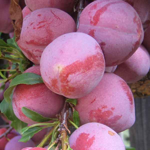 Особенности сорта сливы Персиковая