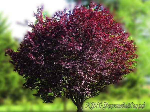 Особенности выращивания растопыренной сливы и ухода за ней