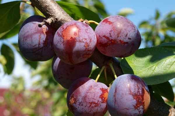 Описание и выращивание терносливы Гордость Сибири