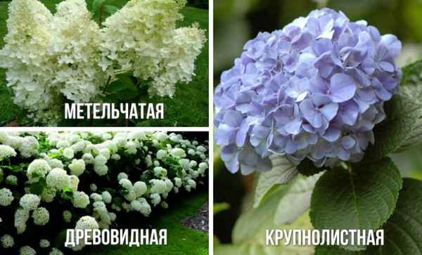 Ядовита гортензия или нет