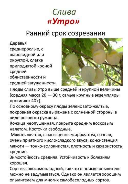 Особенности выращивания и хаpaктеристика сорта сливы Утро