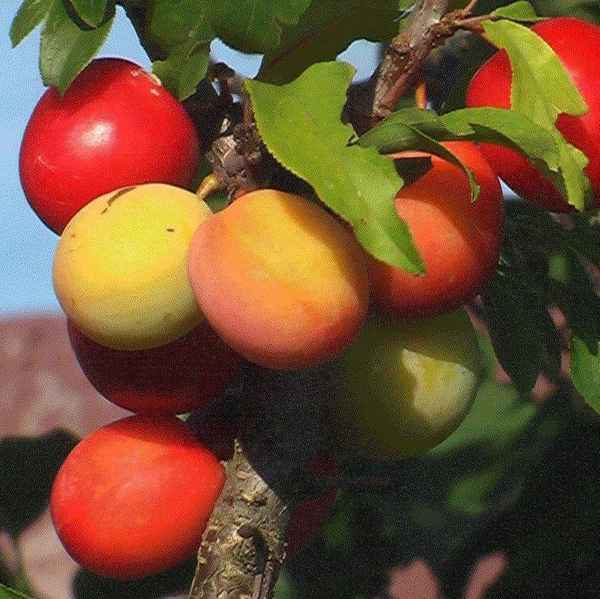 Особенности сливы сорта «Скороплодная»