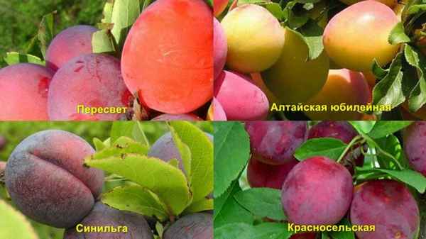 Особенности выращивания сливы Алтайской юбилейной и ухода за ней