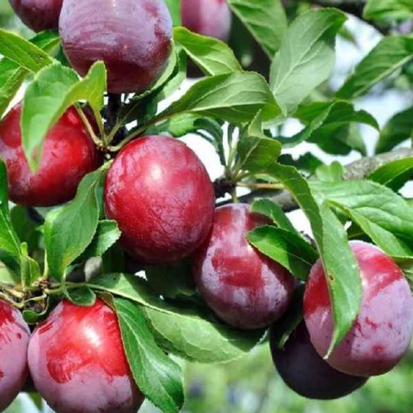 Особенности выращивания сорта сливы «Алёнушка»