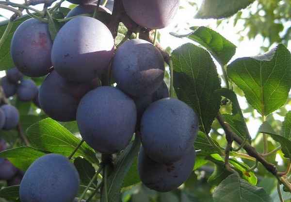 Особенности выращивания и ухода за сливой сорта Заречная ранняя