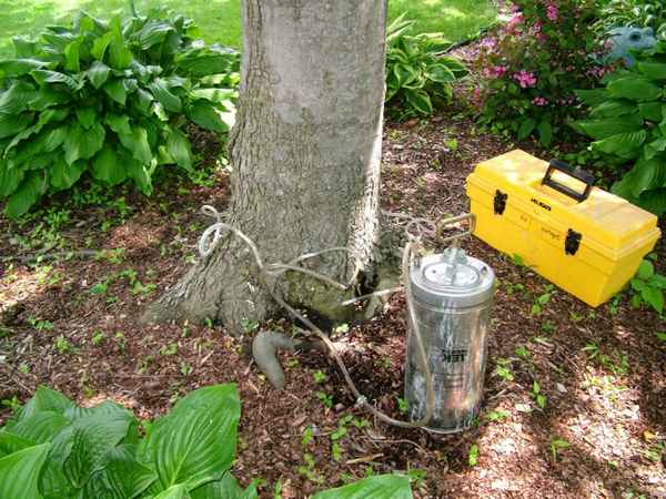 10 мифов о выращивании роз, которым мы охотно верим