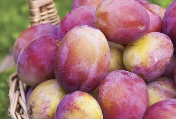 Особенности выращивания сливы сорта Королева Виктория