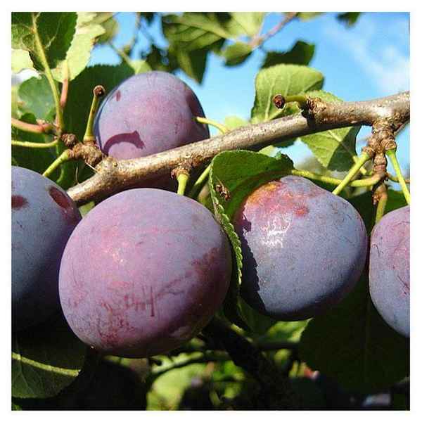 Сорта слив для сушки