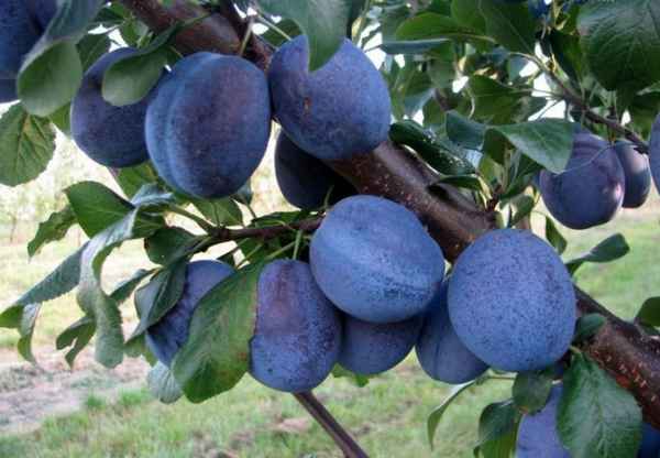 Хаpaктеристика и особенности выращивания сливы сорта Топ Хит
