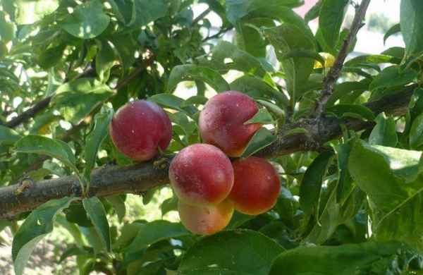 Сливы сорта Чемальская крупная — описание и особенности выращивания