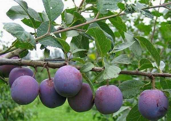 Особенности сорта сливы Евразия