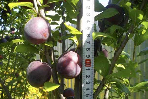 Особенности колоновидной сливы сорта Империал