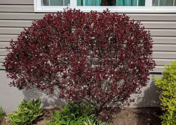 Особенности выращивания и ботаническое описание сливы Цистена