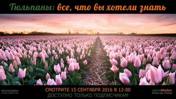 Всё, что вы хотели знать о тюльпанах
