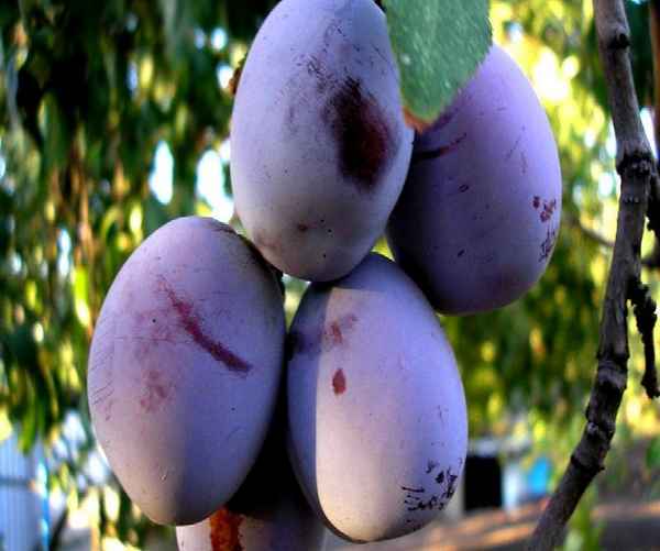 Особенности выращивания сливы сорта Анна Шпет и ухода за ней