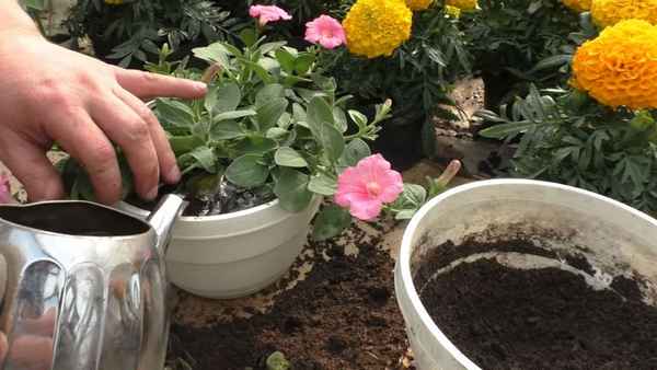 2 способа, которыми я пользуюсь, чтобы сохранить петунию до весны