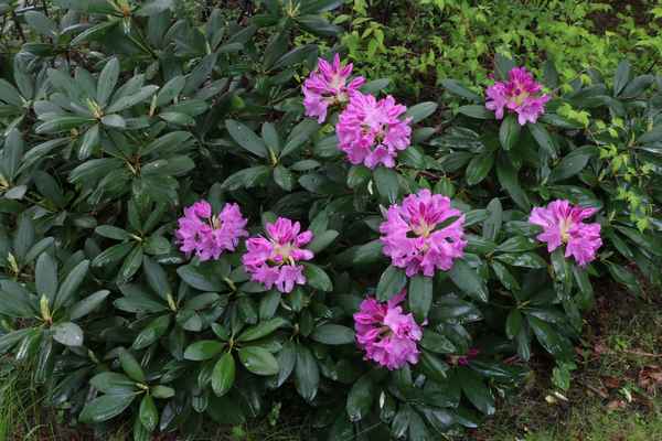 Рододендрон вечнозеленый