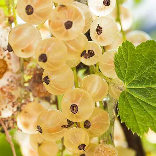 Смородина белая Версальская — основные хаpaктеристики