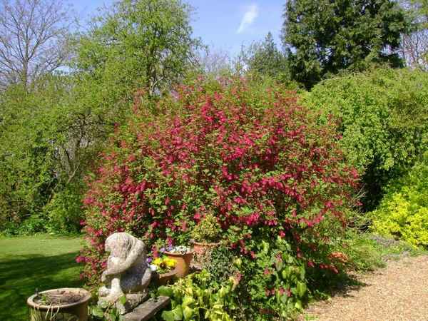 Кроваво-красная смородина: хаpaктеристики декоративного кустарника и особенности выращивания