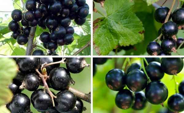 Смородина чёрная Благословение: основные хаpaктеристики